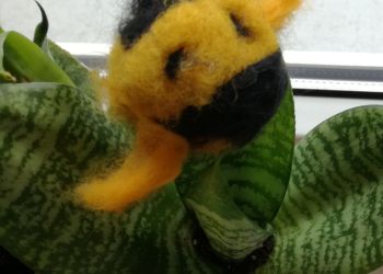 Powiększ zdjęcie: Pszczoła wykonana techniką filcowania na sucho.