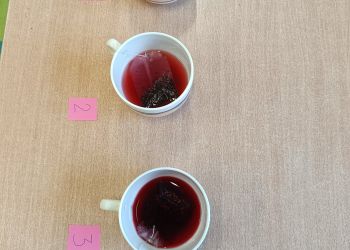 Powiększ zdjęcie: Kolorowe herbaty przygotowane do pracy z robotem Photon.