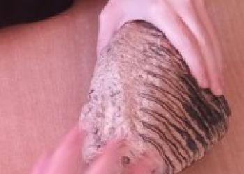 Powiększ zdjęcie: Prezentacja skamieniałości - zęba.