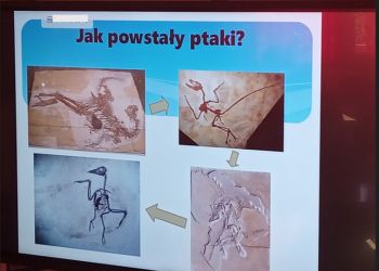 Powiększ zdjęcie: Prezentacja - Jak powstawały ptaki?