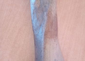 Powiększ zdjęcie: Prezentacja skamieniałości - kości.