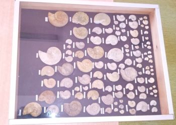 Powiększ zdjęcie: Prezentacja skamieniałości - muszli.