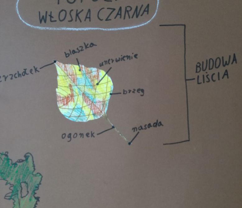 Charakterystyka liścia topoli włoskiej czarnej