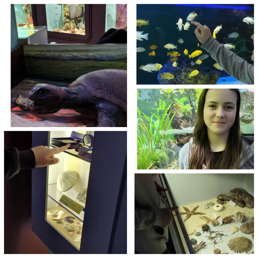 Gabloty ze skorupiakami, rozgwiazdą itp., żółw, dziewczynka na tle akwarium - kolaż pięciu zdjęć