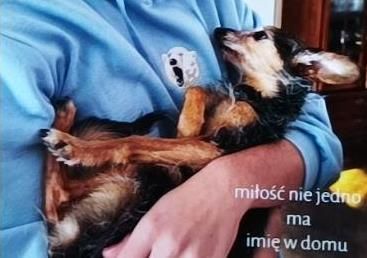Szczęśliwy piesek w ramionach właściciela.