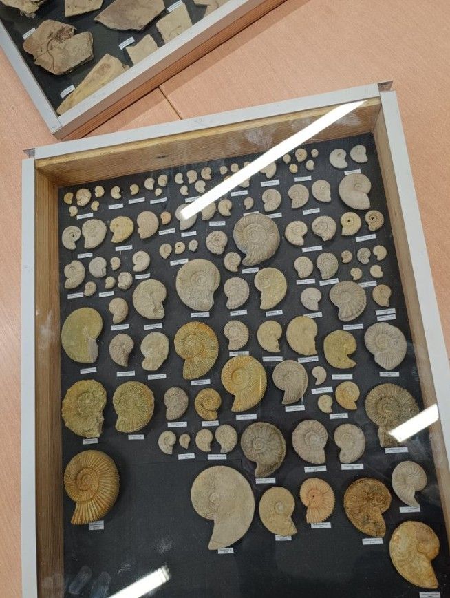 Prezentacja skamieniałości - muszli.